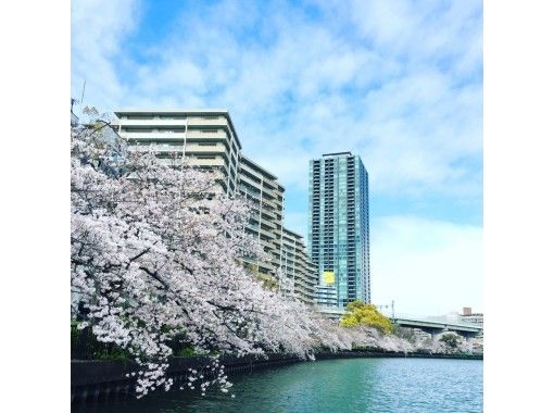 [Osaka Popular Plan] Cherry Blossom Viewing Cruise 2024 Even a small group is OK! (shared ride)の画像