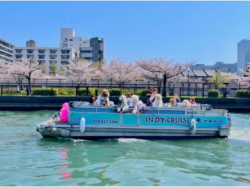 【大阪　大人気プラン】　お花見さくらクルーズ2025　少人数でもOK！（乗合い）の紹介画像