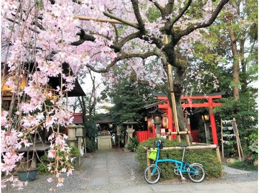 [Kyoto / Nishijin] Limited to one group ☆ Private custom cherry-blossom viewing pottering ☆ With the longed-for BROMPTON, go to the best cherry blossoms at that time! (3.5h)の画像