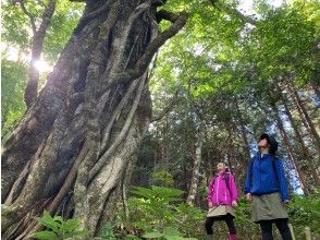 【岐阜県・高山市】乗鞍山麓五色ケ原 里山から滝を目指して深山へ トレッキング 久手御越滝コースの画像