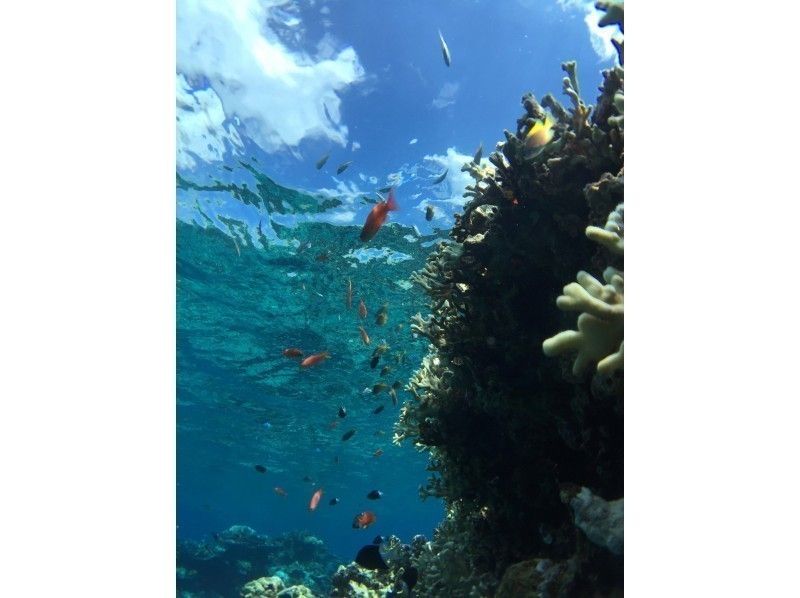 【 Okinawa · Iriomote Island】 Special · Caving and Canyoning & Baras Snorkelingの紹介画像