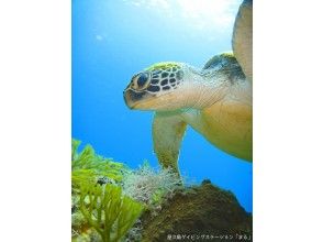 【鹿児島・屋久島】【シュノーケリング】女性オーナー常駐。ウミガメや熱帯魚とのんびり泳ぎます♪