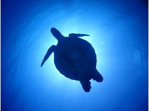 沖縄県のシュノーケリングの予約 日本旅行 オプショナルツアー アクティビティ 遊びの体験予約