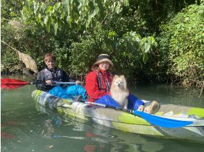 Kayak experience with pets! Healing tour with subtropical nature ★Free photos, rental items, and showers!