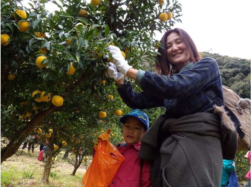 安心 ゆず 栽培期間中無農薬 12月11日収穫 即時発送 - 果物