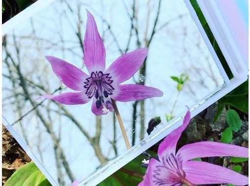 [Asahikawa, Hokkaido] A large community of erythronium with a professional guide Flower hiking in Totsushozan <Beginner OK>の画像