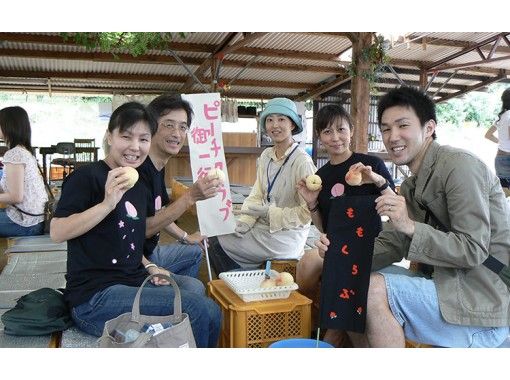 【Okayama・Akaiwa】 White Peach Picking Experience 「Sampling 2pcs」（40min）の画像