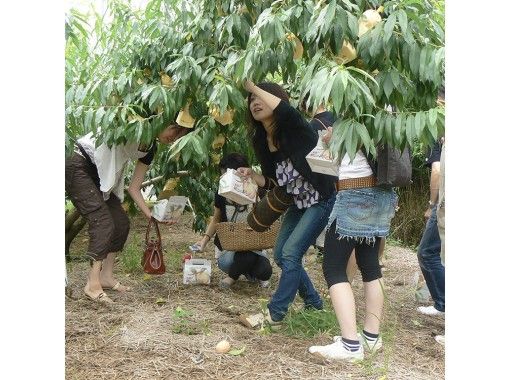 【Okayama・Akaiwa】 White Peach Picking Experience 「Sampling 1pc」（30min)の画像