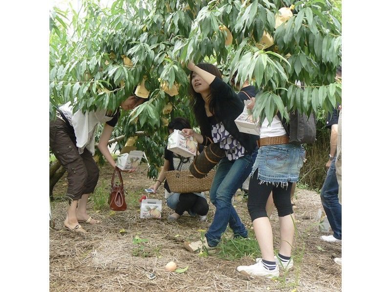 【Okayama・Akaiwa】 White Peach Picking Experience 「Sampling 1pc」（30min)の紹介画像