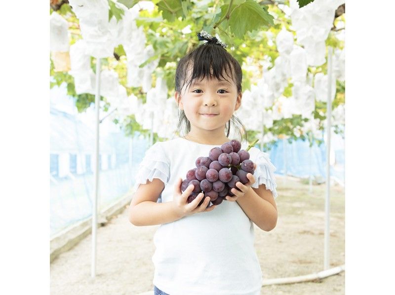 【Okayama・Akaiwa】 Grapes Plan ～ Pione Picking 「1 bunch+Sampling 20 grapes」（60min）の紹介画像