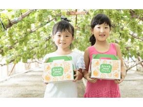 【Okayama・Akaiwa】 Peach Picking Experience 「2pcs+Sampling 2pcs」（60min）