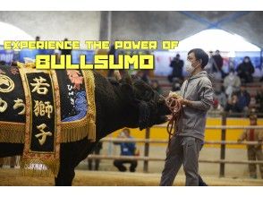 Take the online BULLSUMO tour in Uwajima, Japan from your home !!!