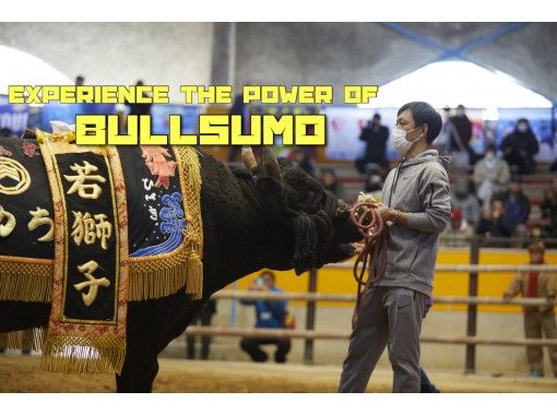 Take the online BULLSUMO tour in Uwajima, Japan from your home !!!の画像
