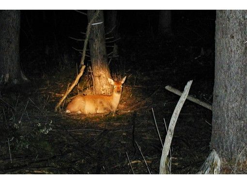 [Tochigi / Oku-Nikko popular shop] Highly recommended! Go by a temporary bus at night! Thorough introduction of Animal & Star Watching Night Tour!