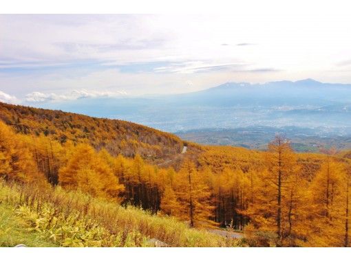 長野 高峰高原 高峰高原で至福の自然体験を 秋 カラマツ 草紅葉が彩る高峰散歩 アクティビティジャパン