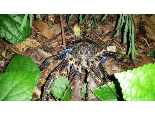 沖縄県・池間島】絶滅危惧種の大型ヤシガニ探検と満点の星がセットで
