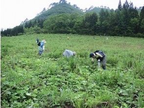 【山形県　肘折温泉】『本格わらび採り体験＋入浴・山菜ランチ』開湯1210年の秘湯、肘折温泉で入浴♪昼食付きの肘折満喫プランです！