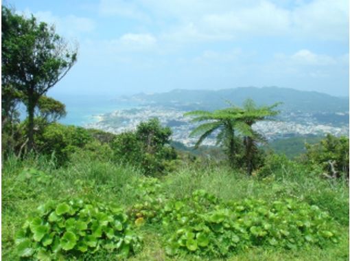【沖縄・名護】大自然に癒される、南国トレッキングプラン！（半日コース）の画像