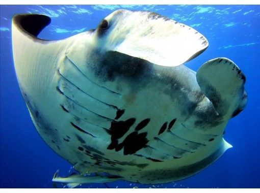 [Okinawa / Ishigaki Island] Experience diving with a completely small group! 1 or 2 dive + phantom island at the points of manta rays and sea turtlesの画像