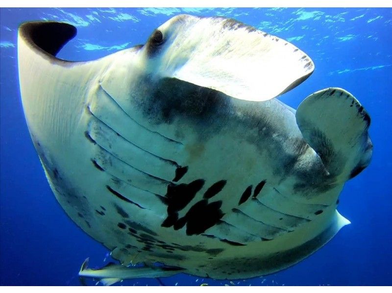 [Okinawa / Ishigaki Island] Experience diving with a completely small group! 1 or 2 dive + phantom island at the points of manta rays and sea turtlesの紹介画像