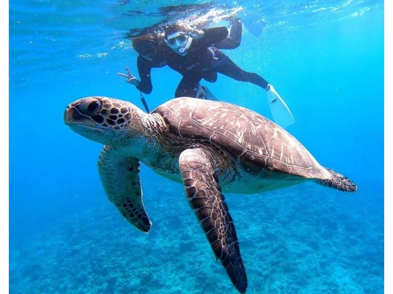 [Okinawa / Ishigaki Island] A phantom island! Snorkeling at the points of manta rays and sea turtles!の紹介画像