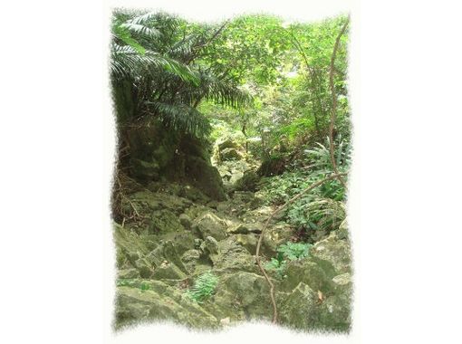 [โอกินาว่า・ Nago] แผนปีนเขาเพื่อรับการเยียวยาจากธรรมชาติอันยิ่งใหญ่! (หลักสูตรหนึ่งวัน)の画像