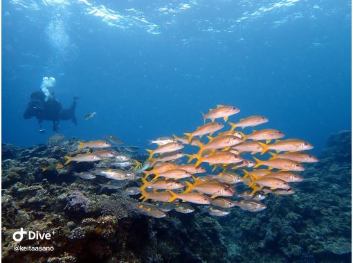 [Boat departure from Ginowan / held in Ginowan] \Limited price/Boat fun diving (2 dives) |の画像