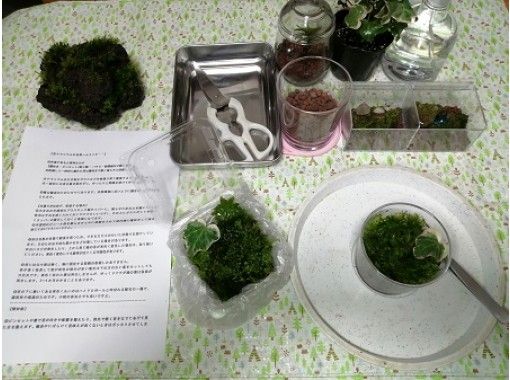 [Gifu / Ena City] Moss terrarium (moss ball / moss bonsai) experience-A palm-sized forest world in your room! Easy to clean! One person is also OK! Pets are allowed!の画像