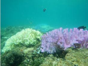 Irabu Island Undersea Tourism ZUMIYA