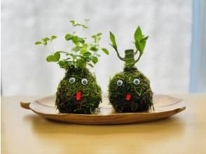 【宮城・仙台市】癒しの苔玉作り体験☆仙台、広瀬通駅から徒歩で直ぐ！【探究A型】