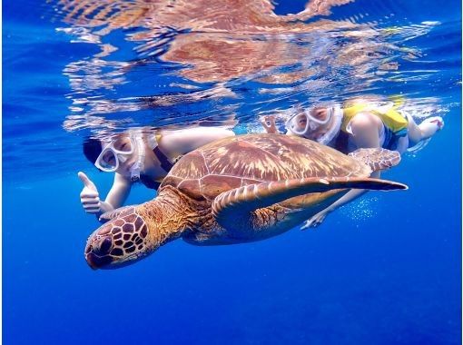 [Okinawa, Ishigaki Island] ☆ Sea turtle encounter rate achieved 100% for 3 consecutive years ☆ 100% continues for the 4th year ☆ Blue cave walk & sea turtle snorkelingの画像