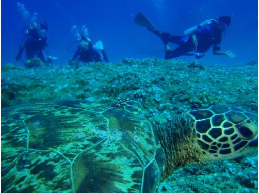 [冲绳/石垣岛]去看海龟体验潜水半日课程-（上午/下午）の画像