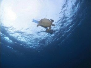 [石垣岛]去看海龟-珊瑚礁浮潜半天课程-（上午/下午）の画像