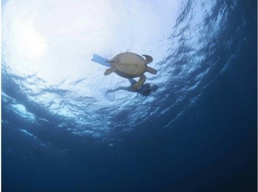 [이시가키] 바다 거북을 만나러 간다 ~ 산호초 스노클링 반나절 코스 ~ (오전 · 오후)の画像