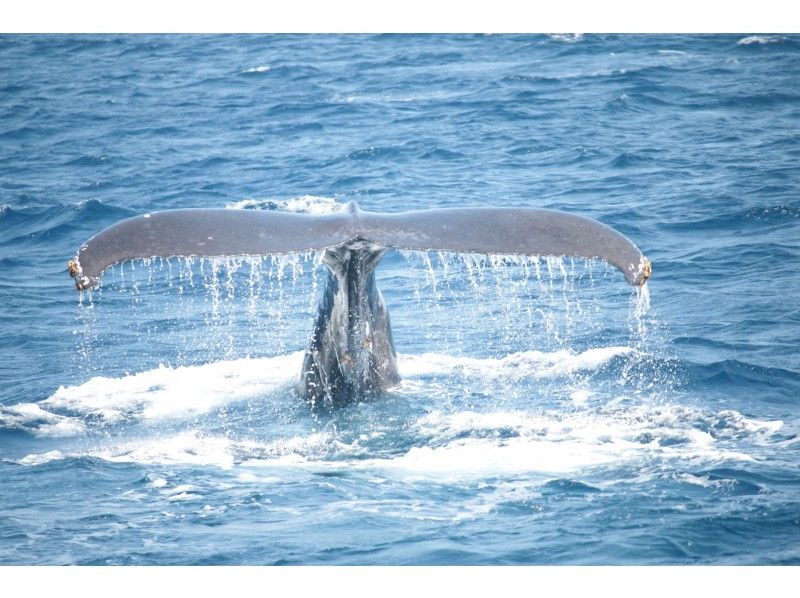 [沖縄慶良間諸島]僅冬季可以進行“鯨魚觀賞之旅”，也可以從沖縄島進行一日遊！の紹介画像