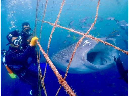 【沖縄・ジンベエザメ・体験ダイビング】世界最大の魚類ジンベエザメ！100％の感動と200％の興奮！完全貸切！大人気GoPro写真＆動画無料！の画像