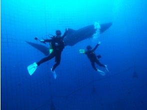 [Okinawa / Whale Shark Fan Diving] 100% impression and 200% excitement