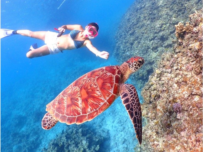 [Okinawa / Ishigaki Island] Let's swim from the beach! Sea turtle half-day snorkeling | Underwater camera rental freeの紹介画像