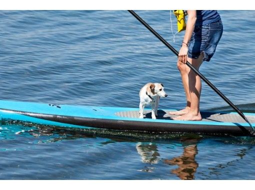 [Fukushima / Iwaki City] DOG x SUP School-Beginners are welcome! Let's enjoy the nature of Iwaki with a dog!の画像