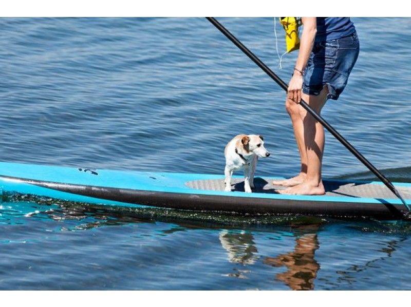 サップボード一式セット SUP 軽量＆収納簡単 大幅値下げ　早い者勝　特別セール 初心者OK サップボードー式セット SUP 軽量＆収納簡単 値下げ