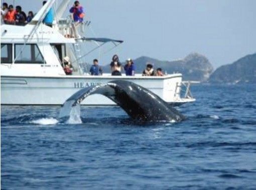 [Okinawa Kerama Islands] Winter only "Whale watching&Snorkeling tour" (extra charge for junior high school students and less)の画像