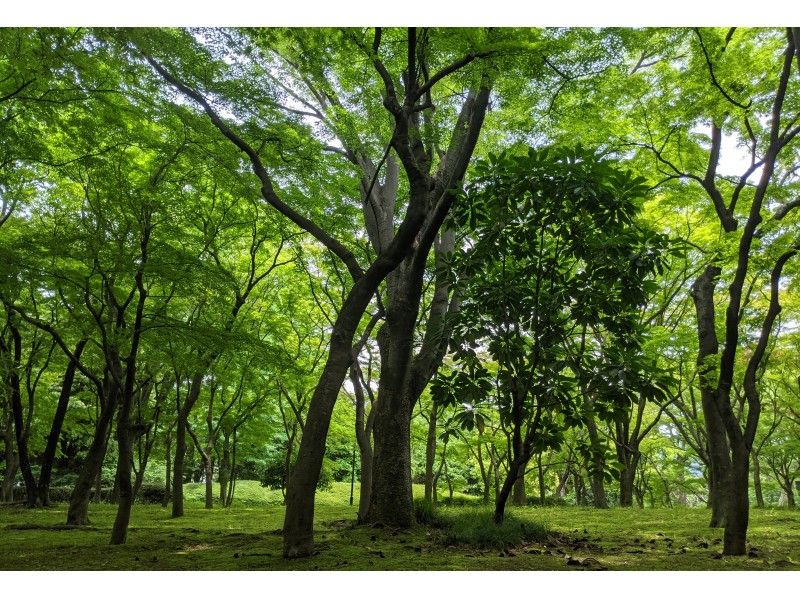 売り出し 紅葉の始まった公園 6点