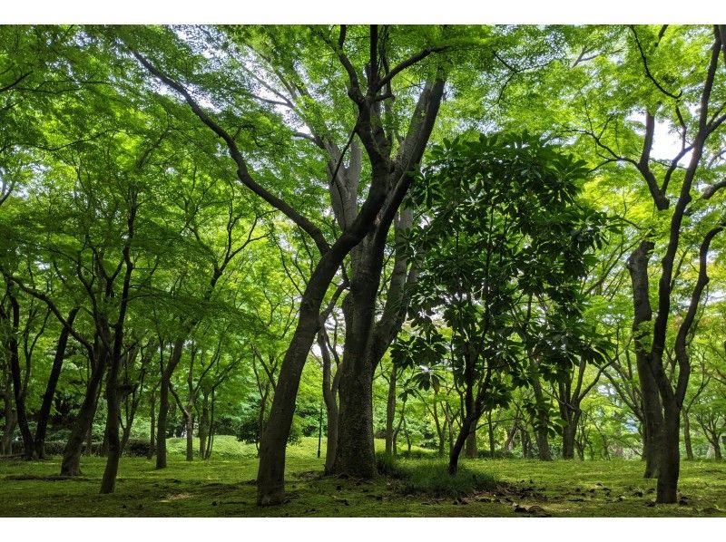 【2021東京ツアー】6/20（日）東京・千代田区 北の丸公園 オンライン森林浴の紹介画像