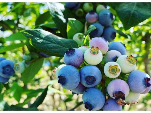 【福岛/磐城市】采摘蓝莓——好吃！令人愉快的！想体验采摘吗？推荐给家庭和女性！浆果咖啡厅菜单◎の画像