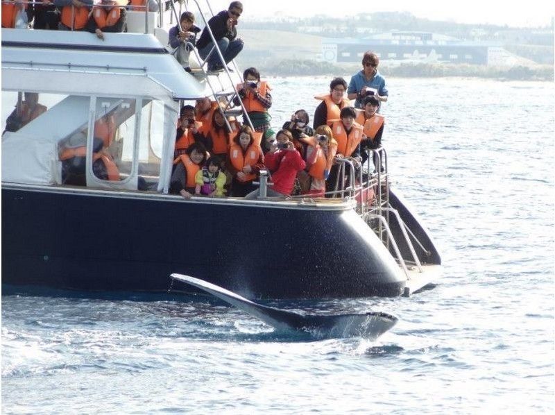 [沖縄繩喀拉馬]每個人都可以成為攝影師的“鯨魚觀賞”長焦鏡頭租賃（半日遊）の紹介画像