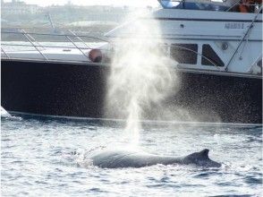 【沖縄・慶良間】冬の風物詩!ホエールウォッチング(半日ツアー)の画像