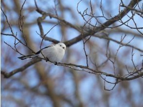 【北海道・苫小牧】プロガイドと行く野鳥の聖地「ウトナイ湖」周辺バードウォッチングの画像