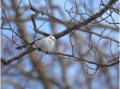 [Hokkaido, Tomakomai] Bird watching around Lake Utonai, a sacred place for wild birds with a professional guideの画像