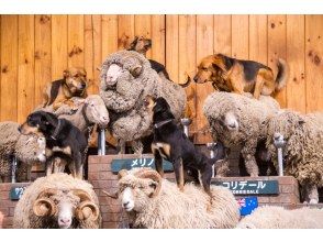 千葉の観光ツアー ガイドツアー 見学ツアーのアクティビティ 遊び 体験 レジャーの格安予約 アクティビティジャパン 日帰り旅行