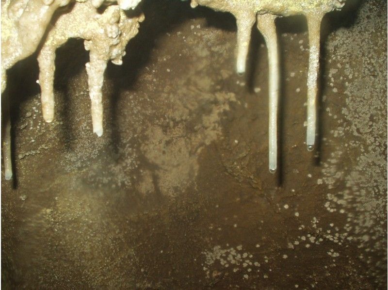 【奥多摩・鍾乳洞】日帰り体験ケイビング（1日コース）